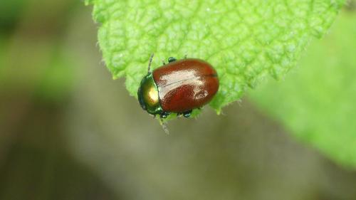 Chrysolina polita